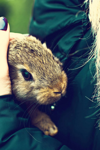 雌性手上的小红毛兔