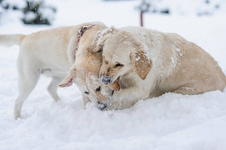 快乐的狗在雪地上玩耍