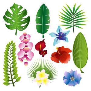 平面设计中彩色热带植物树叶和 flowerf 的矢量图解集