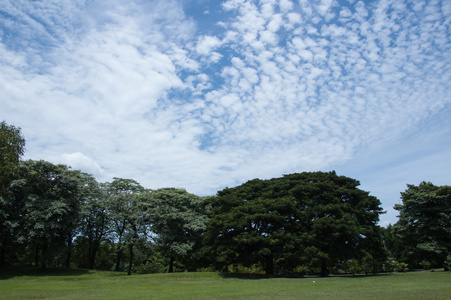 那棵大树