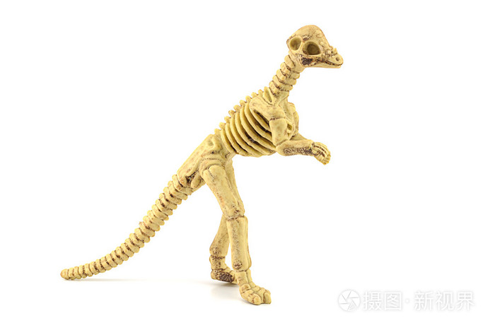 肿头龙化石骨架玩具上白色孤立