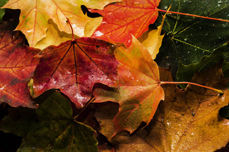 色彩缤纷的秋叶背景优美地躺在地板上