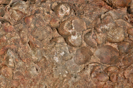 石灰石与化石软体动物。在石头上关闭史前灭绝的动物。顶部视图背景。岩石中的海壳印记化石