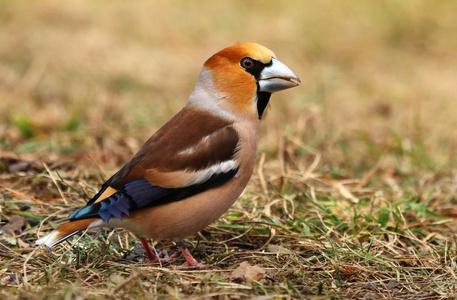 Grosbeak 男性 Coccothraustes Coccothraustes