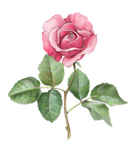 玫瑰的水彩插图