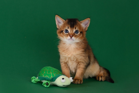 在绿色背景上可爱的索马里小猫