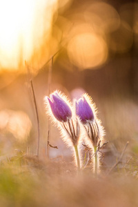 Pasque 白头翁花。春天在夕阳的背景下绽放, 盛开的草地。精美的细节, 多彩的散景