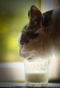 夏季绿色背景下, 饥饿的猫从窗台上的玻璃杯中喝牛奶