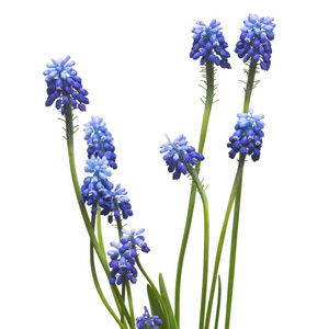蓝色 muscari 花在白色背景, 春天概念被隔绝
