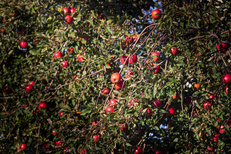 有机苹果挂在树树枝在苹果园