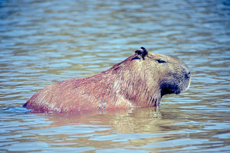 豚, 世界上最大的啮齿动物照片