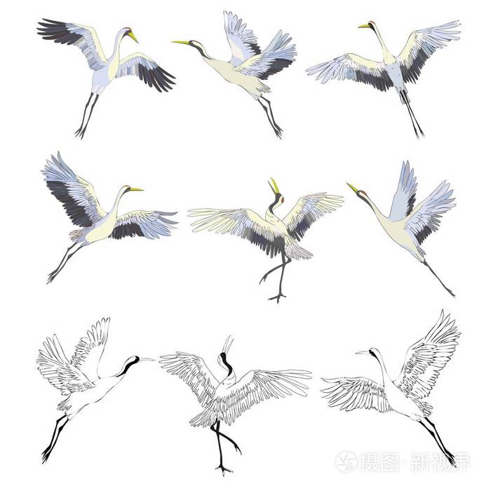 鹤或鹤 鹳或 shadoof 和白鹳的翅膀.雕刻素描手画的复古风格