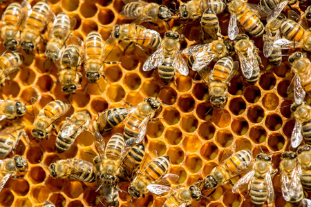 蜜蜂在蜂房蜂窝的特写