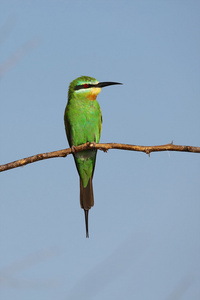 在巴林戈湖国家公园肯尼亚的燕蜂鸟
