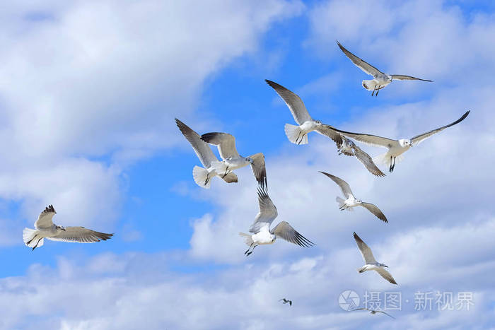 天空中的海鸥之鸟