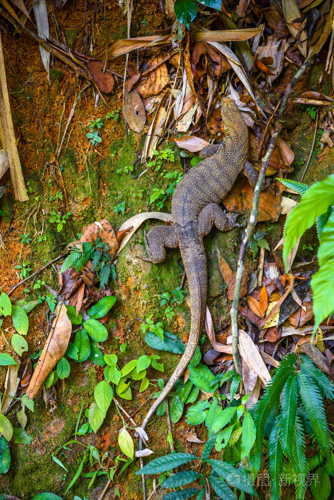瓦兰蜥蜴, 空帕侬国家公园, 加蓬, 攀牙泰国