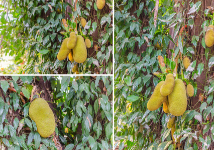 菠萝蜜树和年轻的 Jackfruits