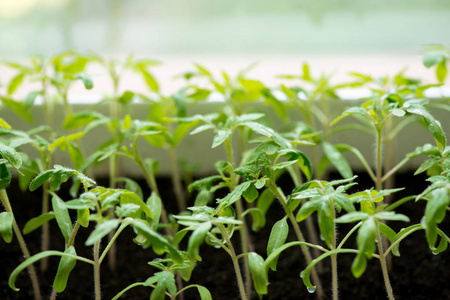 番茄幼苗生长在温室选择性焦点，复制空间