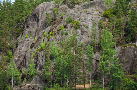 森林茂密的岩石岩石