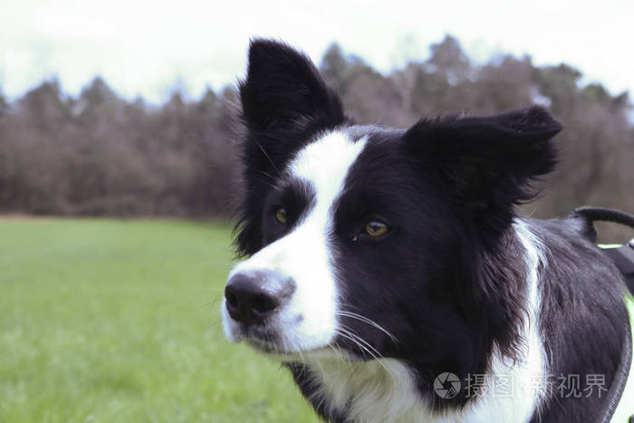 特写警报外观的边境牧羊犬户外