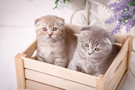 夫妇的滑稽小猫坐在木箱里, 并期待