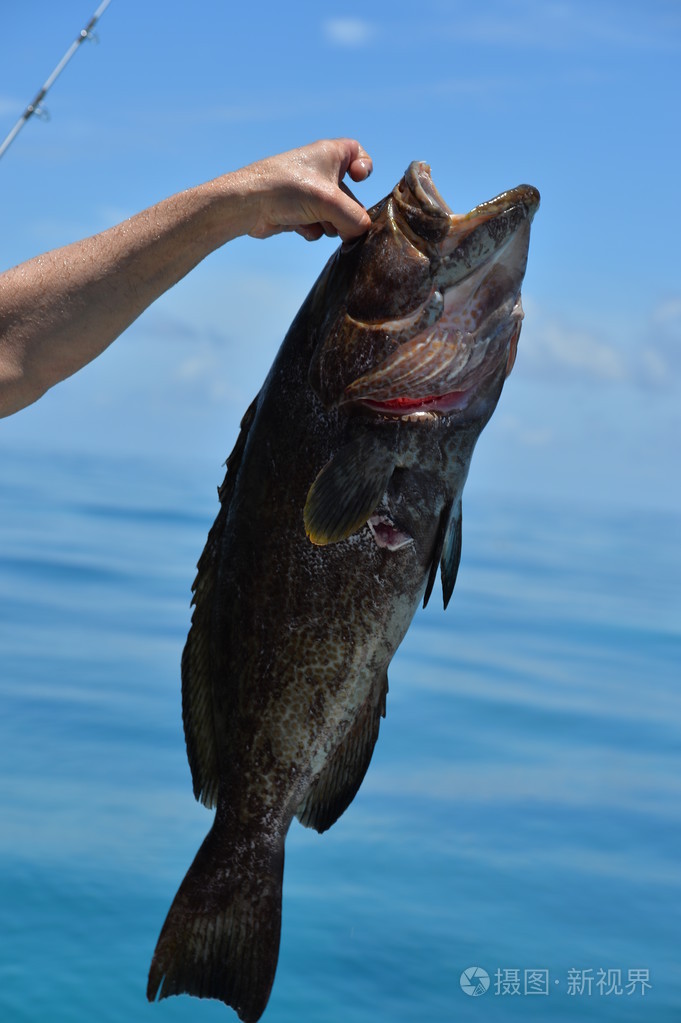 潜水员抓住黑石斑鱼鱼