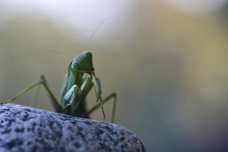 在大自然背景下拍摄一只绿螳螂。捕食性昆虫