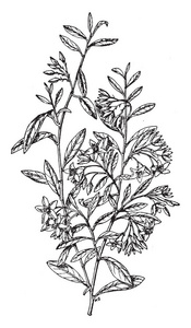 图片显示了榛子 Sollya 工厂。它属于 Pittosporaceae 家族。这些是缠绕多年生登山者与简单, 常青叶和钟形花卉