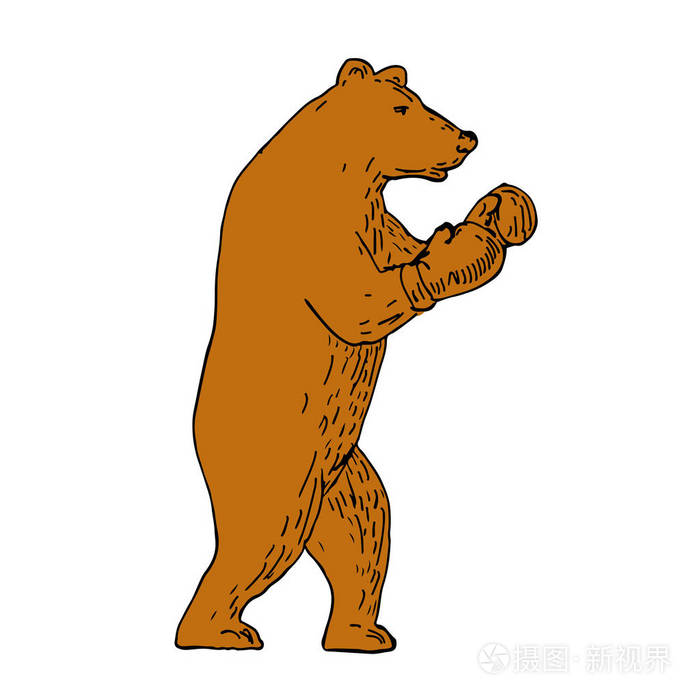 棕熊拳击姿势图