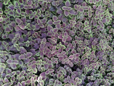 紫色蕨叶植物背景图片