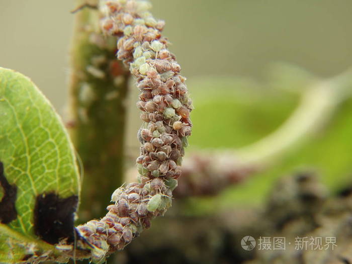 植物虱子在树上