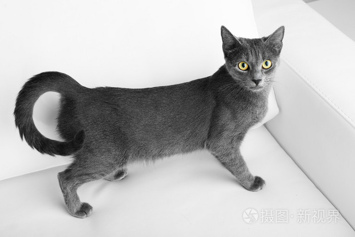 灰猫在沙发上