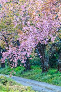 樱花的开花和樱花树图片
