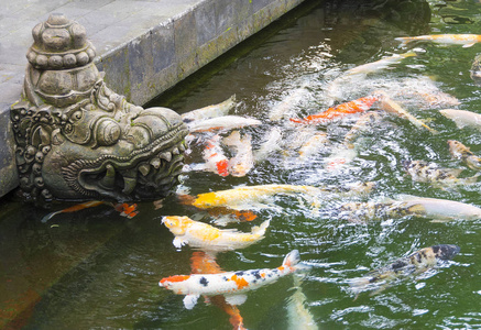 寺庙池塘与五颜六色的锦鲤鲤鱼游泳附近一个典型的巴厘岛印度教石头神图
