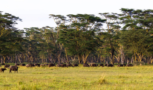 大草原全景。风景与水牛。Nakuru, 肯尼亚