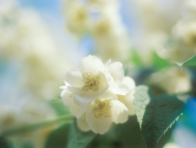 茉莉花对蓝蓝的天空