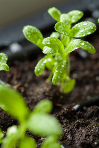 幼苗植物生长在萌发塑料托盘