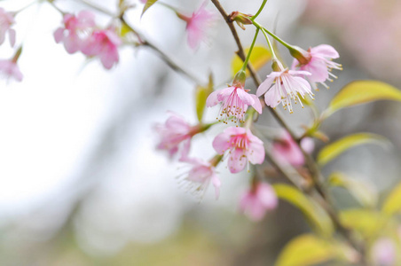 喜马拉雅樱桃或梅樱花或樱花