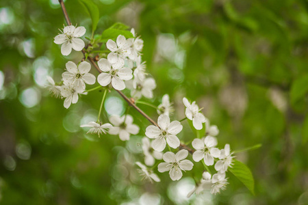 早春开花樱桃。美丽的白色花朵。晴天