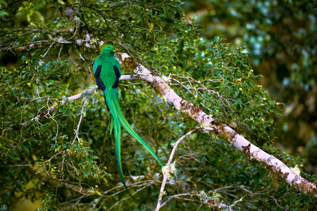 灿烂的格查尔, Pharomachrus 的 mocinno。来自哥斯达黎加的绿鸟