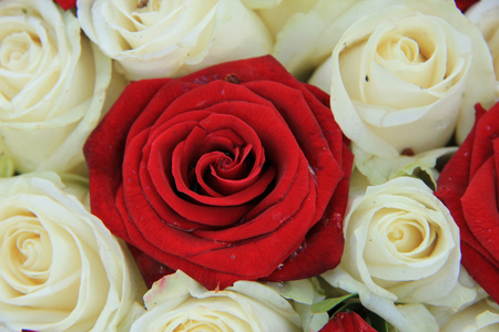 红色和白色的玫瑰花，在婚礼的安排