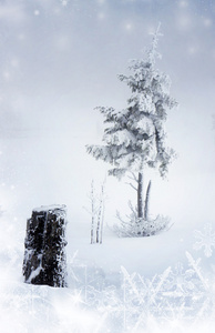圣诞背景与雪杉木树图片