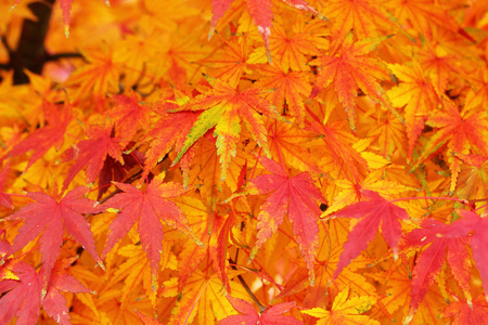 梅叶改变颜色韩国的秋天里