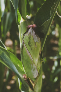 农业玉米基因工程