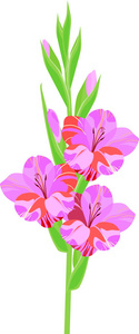 在白色背景上查出的淡紫色花的角斗士花序