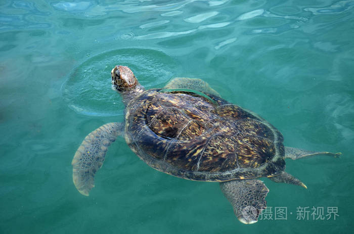 下载小样发票合同问题/举报热带潜水海水环礁湖珊瑚礁珊瑚浮潜海洋