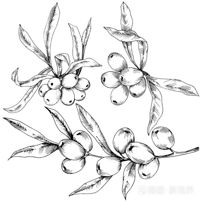 沙棘植物矢量图标白色背景.背景,纹理,包装图案,框架或边框的矢量花