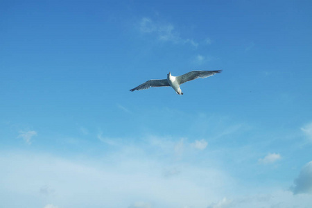 在海的上空飞翔的海鸥