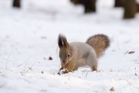 白色的雪, 其中灰色松鼠挖, 冬季季节