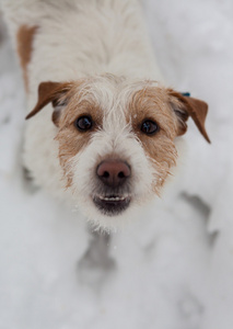 有趣的狗玩雪